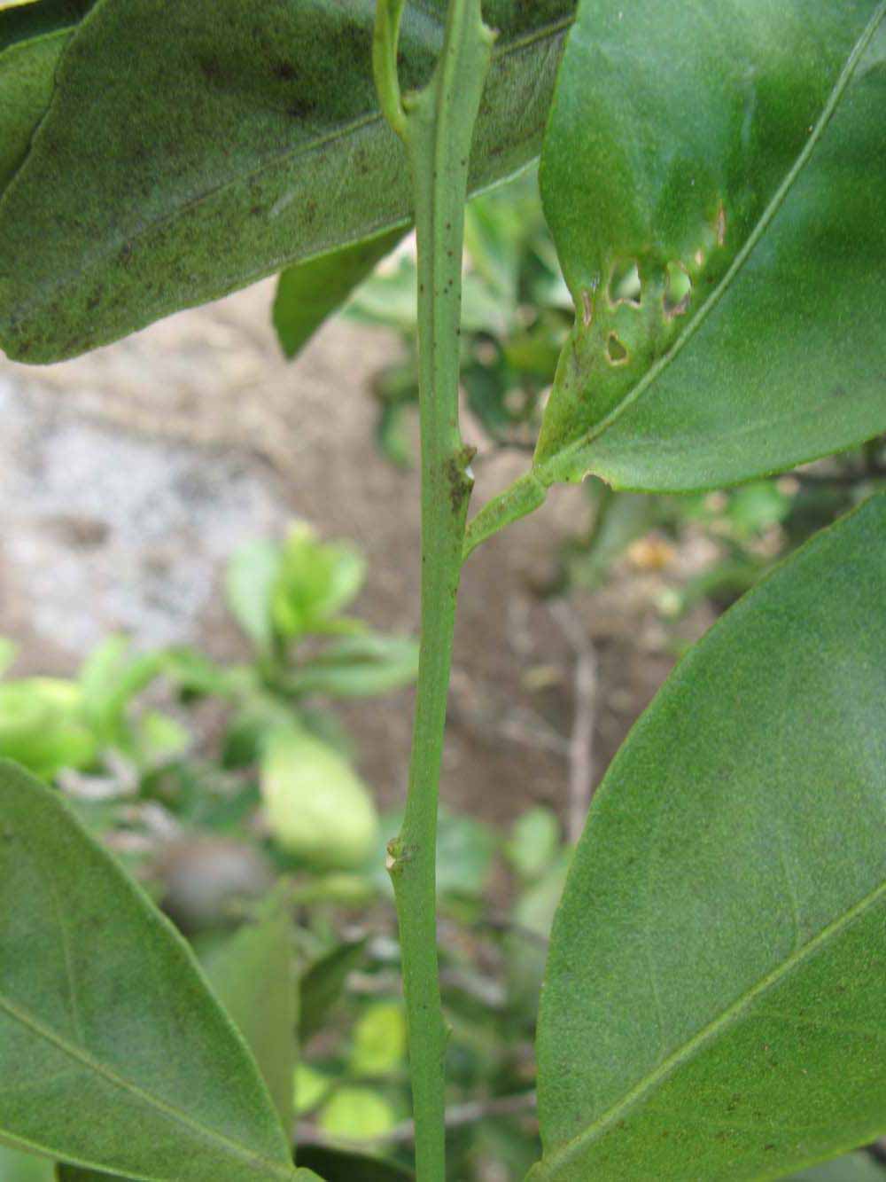            First year twig (Winter Haven, FL)   